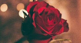 The Hidden Benefits of Conditional Love